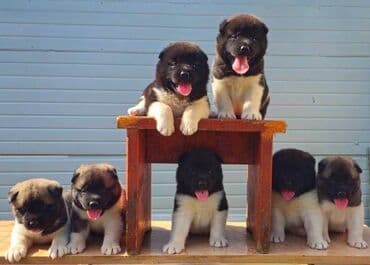 psi na poklon zrenjanin: Američka Akita, štenci Odgajivacnica TOP WINNER PUPPY sa ponosom — 2