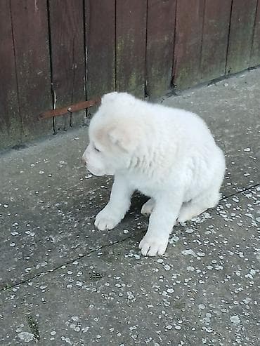 nemacki ovcar stenci na prodaju: Na prodaju ženka azijata (srednjeaziski ovčar) Stara 6. Nedelja — 10