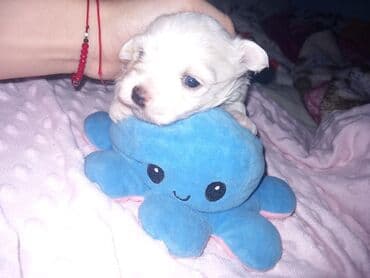 Malo belo štene – rase maltezer/pudl tip (toy veličina) - Starost — 3