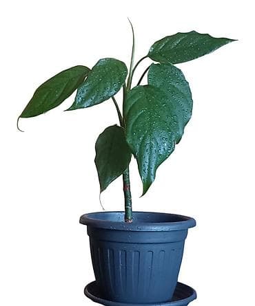 nocni ormaric dimenzije: Sobna biljka u saksiji – dekorativna zelenolisna vrsta Aglaonema — 2
