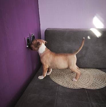 Dogs: Štenci Američkog staforda izložbenog potencijala . Sve informacije na — 3