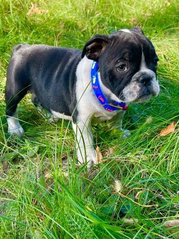 francuski buldog plavi cena: Odgajivacnica pasa "Happy Puppies" ima u ponudi prelepe stence — 7