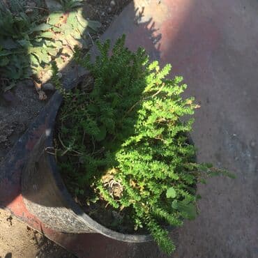 forma ideale sto za dnevnu sobu: Razno ne mrzne — 2