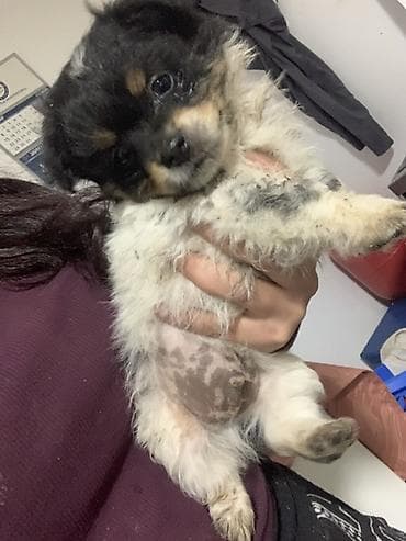 psi na poklon pancevo: Decak – mesanac majka dugodlaka civava otac Si-Cu malog rasta - — 2