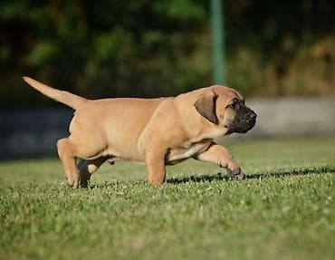 feisty pets: Na prodaju stenci Presa Canario izuzetnih krvnih linija, sa ozbiljnim — 9