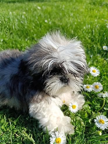 Sweatpants: Kupujem odraslu zenku si cu — 1