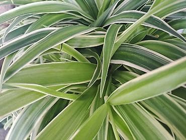 Daske za peglanje: Chlorophytum, velika,raskosna biljka sa prve slike je 3000 — 5