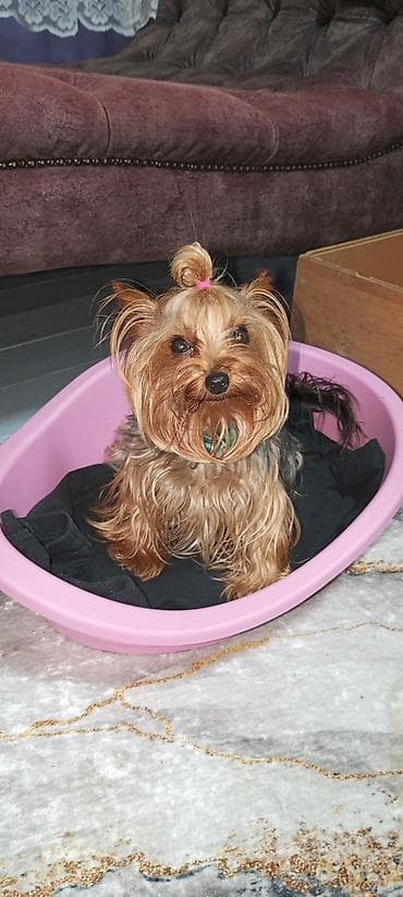 psi na poklon zrenjanin: Jorkširski terijeri – leglo štenaca majka kilo i po otac 980 gr — 4