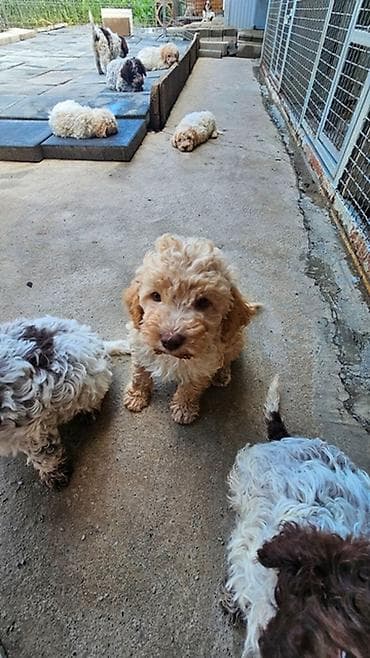 lagoto romanjolo za stan: Lagotto Romagnolo štenci Dostupni štenci Lagoto Romanjolo od roditelja — 4
