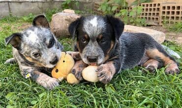 na prodaju mastiff: Na prodaju štenci (MUŽJAK I ŽENKA) Australijskog Govedara, jedne od — 2
