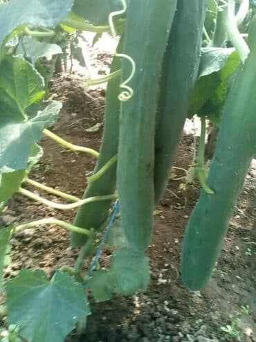 Krastavac – Visoki Salatar (Metohijski krastavac) Cena:400din/10 na lalafo.rs Krastavac – Visoki Salatar (Metohijski krastavac) Cena:400din/10