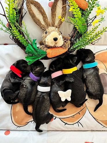 stene kane korso: Patuljasti Snaucer Biber so boja 5 zenki 1 muzjak Stenad su iz — 4