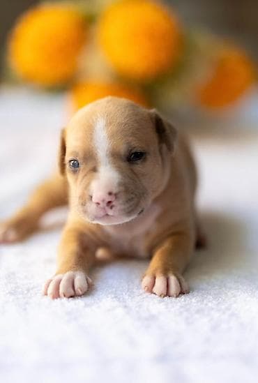 Psi: American pitbull terier Na prodaju stenci americkog PITBULL terijera — 5