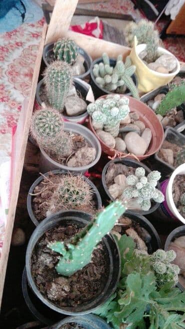 soba za devojcice: Kaktus — 1