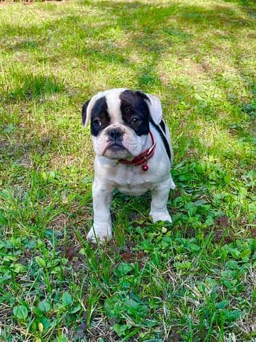 francuski buldog plavi cena: Odgajivacnica pasa "Happy Puppies" ima u ponudi prelepe stence — 8