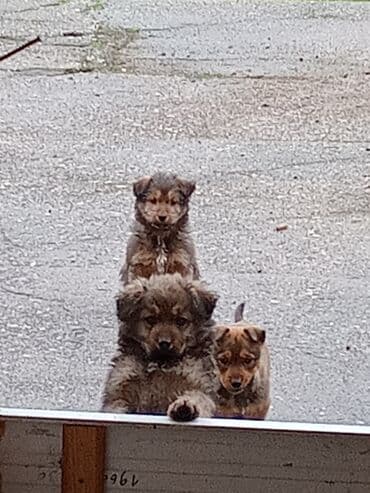 psi za dvoriste prodaja: Štenci mešanca – šarmantni mali medvedići - Leglo preslatkih štenaca — 3