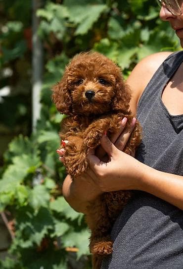 Na prodaju prelepe bebe toy pudle ostenjene 06.06.2024 (decak i