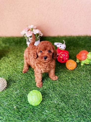 chow chow stenci: Mini pudla, muški štenci U ponudi muški crveni i aprikot štenci MINI — 3