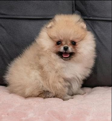 labrador stenci prodaja: U ponudi dva steneta Pomeranca starosti 2 meseca. Muzjak i zenka — 8