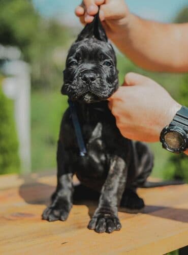 psi koji trazi tartufe: Postanite vlasnik jednog od naših vrhunskih Cane Corso štenaca — 11