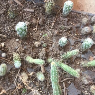 hortenzija seme: Kaktusi 100 dinara — 2