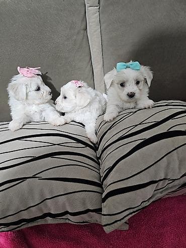 psi na poklon vrsac: Na prodaju cistokrvni stenci maltezera. Ostenjeni 24.12.25. 4 zenkice — 2