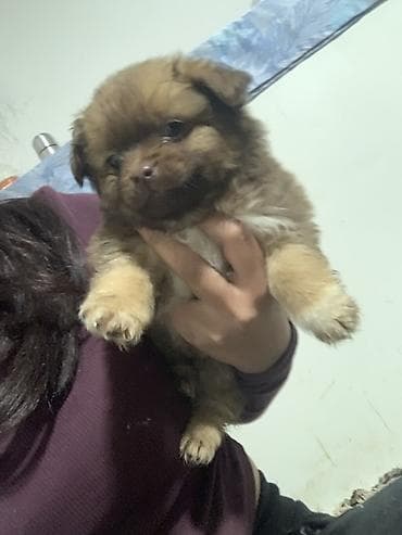 braon pudlica: Štene malih dimenzija – dugodlaki tip, braon boje Decak Rasa mesanac — 1