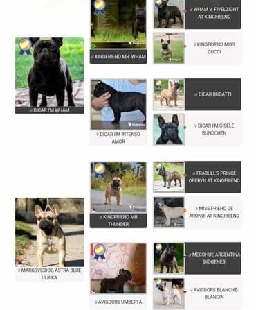 ovcarski psi: Odg . French bulldoga Srcky's oglasava mladog muzjaka za prodaju — 2