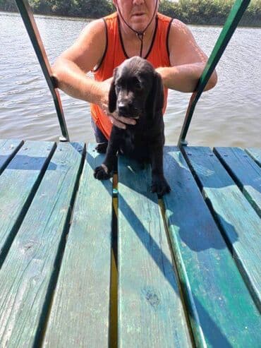 pudlice na prodaju: Labrador štenci na prodaju u crnoj boji, oba pola u ponudi. Štenci su — 9