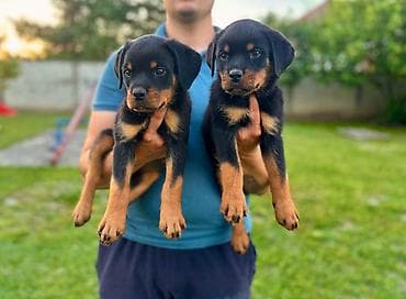 Dogs: R O T V A J L E R štenci, spremni za nove domove, oštenjeni 12. 04 — 6