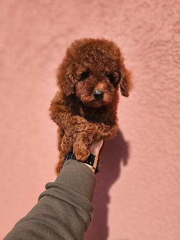 teacup psi cena: U ponudi crvene patuljaste pudle, spremne za preuzimanje. Dostupna oba — 5