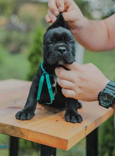 psi koji trazi tartufe: Postanite vlasnik jednog od naših vrhunskih Cane Corso štenaca — 4