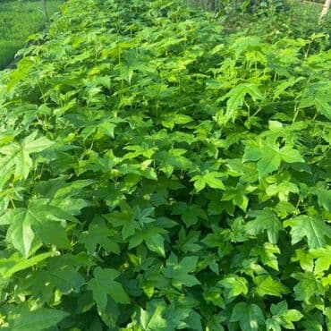 Sušilice: Javor – Liquidambar styraciflua (slatki gumijevac) – sadnice - — 3