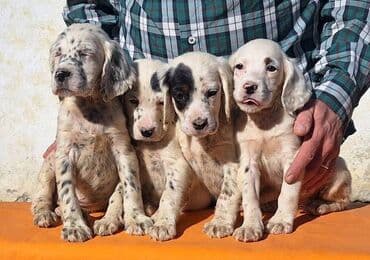 stenci prodaja: Engleski Seter štenci Štenad Engleskog Setera od radnih i — 5