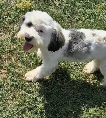 stenci na poklon beograd: Maltipoo štenci MALTIPOO štenci izuzetnog kvaliteta i izgleda, veoma — 6