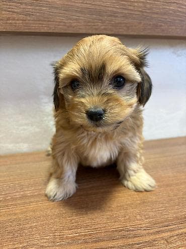 cau cau beli: Odgajivacnica Havanskih bisona Cuba Cotton Club predstavlja novo — 3