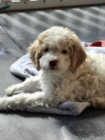 riba cena: Rase: kovrdžavi štenad malog do srednjeg rasta rase Lagotto Romagnolo — 4