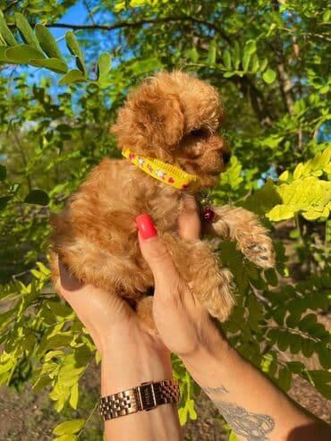 ovcari psi: Odgajivacnica pasa "Happy Puppies" ima u ponudi muzjake patuljaste i — 9