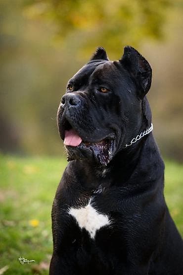mops na poklon: Na prodaju prelep mužjak Cane Corso, star 2,5 godine. Socijalizovan — 5