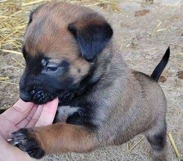 stenci labradora: Dostupni štenci belgijskog ovčara (malinoa) Pedigre 🐕‍🦺📸🦮 Roditelji — 3