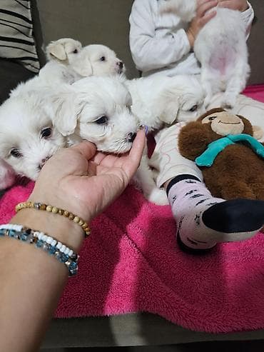 Na prodaju cistokrvni stenci maltezera. Ostenjeni 24.12.25. 4 zenkice