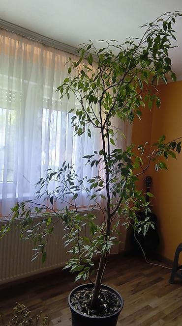 prodaja drva borca: Veliki sobni fikus benjamin (Ficus benjamina) u saksiji. - Visina — 3