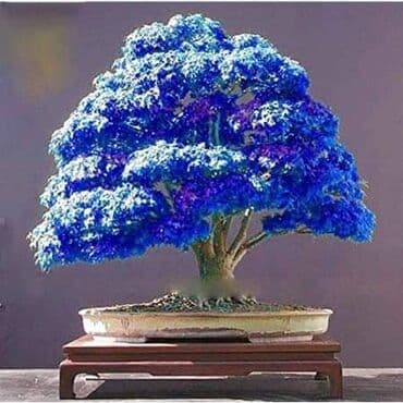 mini motorne testere: Sakura Bonsai mini japanska trešnja seme
Cena: 650din/5 semenki — 2