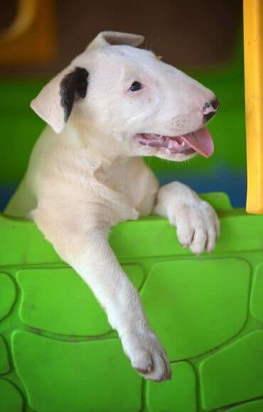 ovcarski psi: Odgajivačnica TIKVARA LAKE KENNEL (FCI 7519) sa ponosom predstavlja — 1