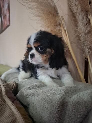 mini psi prodaja: Kavalier King Charles štenci, prelepi Sa velikom pažnjom odgajani — 5