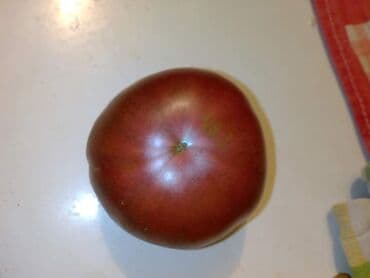 Sve za vikendicu i baštu: Seme paradajza! Crveni jabučar Žuti jabučar Narandžasti jabučar — 6