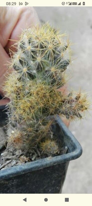 forma ideale ormari za sobu: Kaktusi — 7