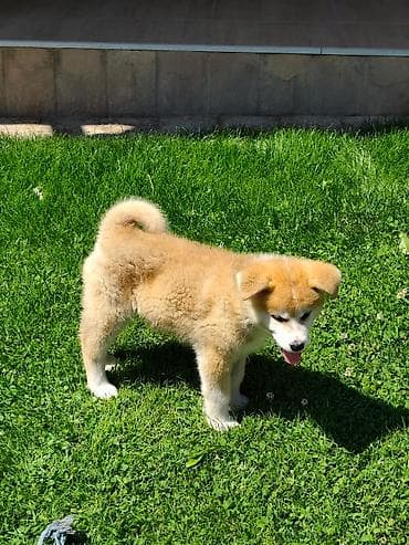 stenci na poklon nis: Japanska Akita (Akita Inu) stenci spremni za preuzimanje, vakcinisani — 10