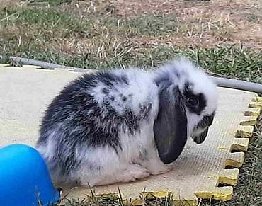 Rodents: Predivni patuljasti kunići sa spuštenim ušima čekaju da pronađu svoju — 6