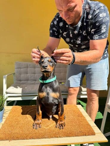 zlatni retriver odgajivacnica srbija: Doberman stenad. Ostenjeni su 28.06.2025. Spremni su za preuzimanje — 13